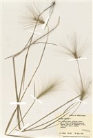 藏品(芒穎大麥草)的圖片